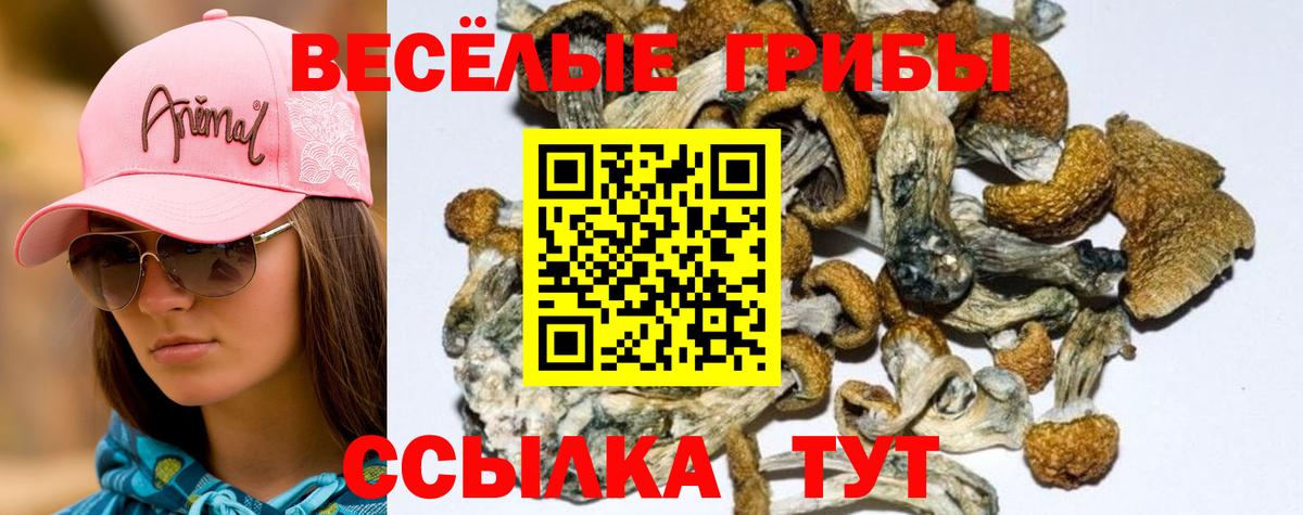 Галлюциногенные грибы Psilocybe  Вход с VPN  Севастополь  Галлюциногенные грибы GOLDEN TEACHER 